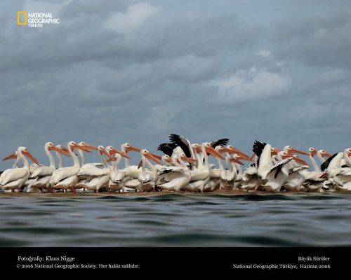 National Geographic 1 (40 )