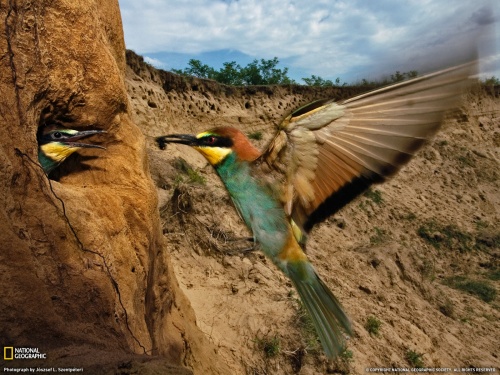 National Geographic 4 (40 )