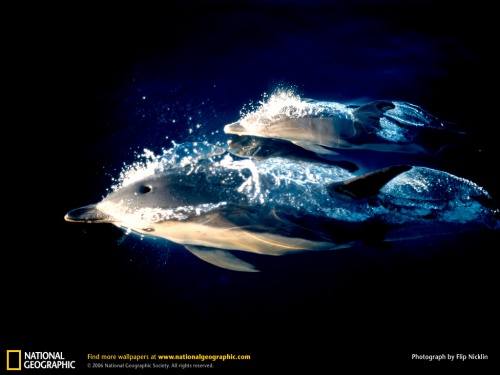 National Geographic 9 (40 )