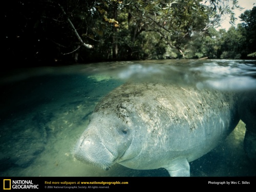 National Geographic 10 (40 )