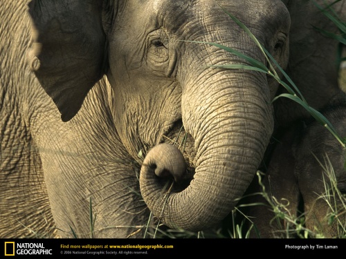 National Geographic 10 (40 )