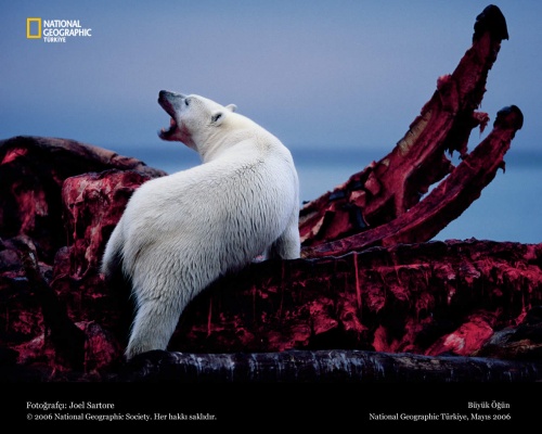 National Geographic 11 (40 )