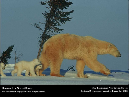National Geographic 14 (40 )