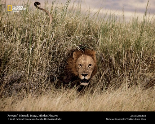 National Geographic 27 (40 )
